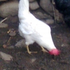птица