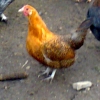 птица