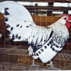 птица