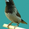 птица