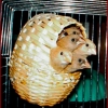 птица