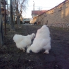 птица