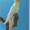 птица