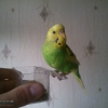 птица