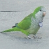 птица