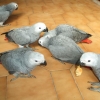 птица