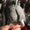 птица