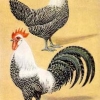птица