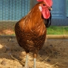 птица