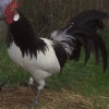 птица