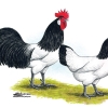 птица