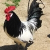 птица