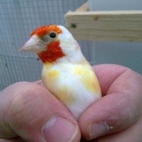 Снимка