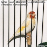 Снимка