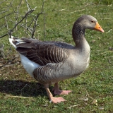 Снимка