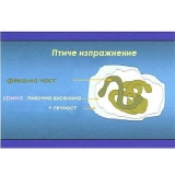 Снимка