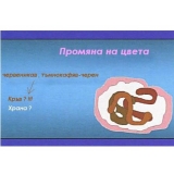 Снимка