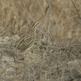 Кликнете за увеличение на снимката Снимка