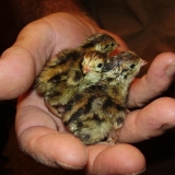 Кликнете за увеличение на снимката Снимка