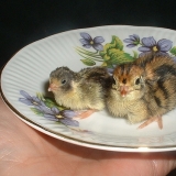 Кликнете за увеличение на снимката Снимка