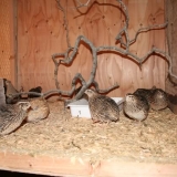 Кликнете за увеличение на снимката Снимка